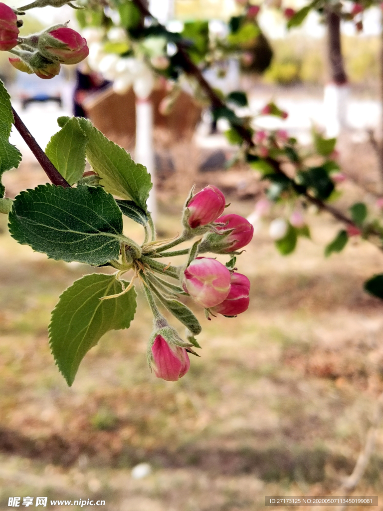 苹果花蕾