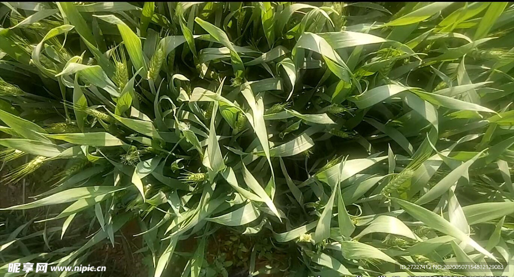 小麦近拍