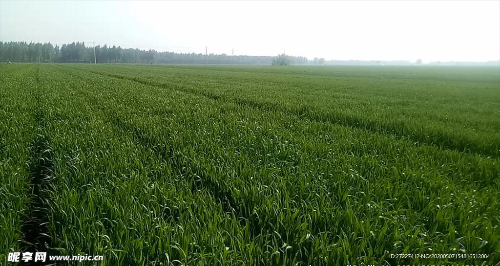 麦田