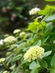 绣球花