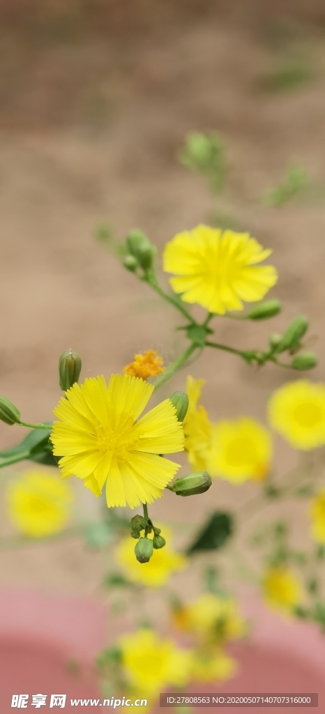 黄色小雏菊