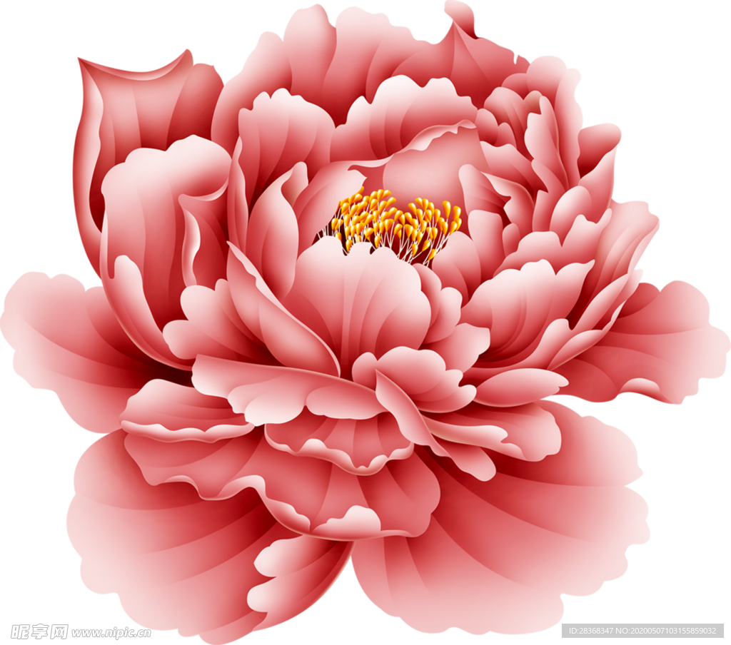 牡丹花