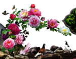 牡丹花