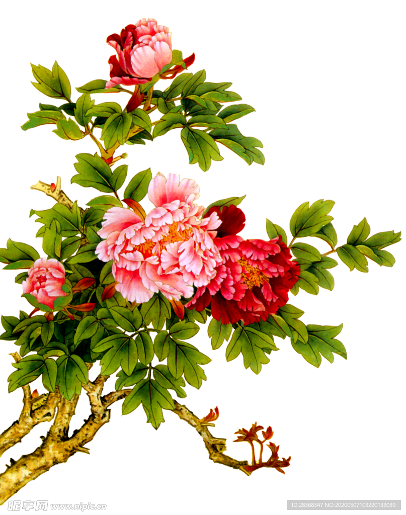 牡丹花