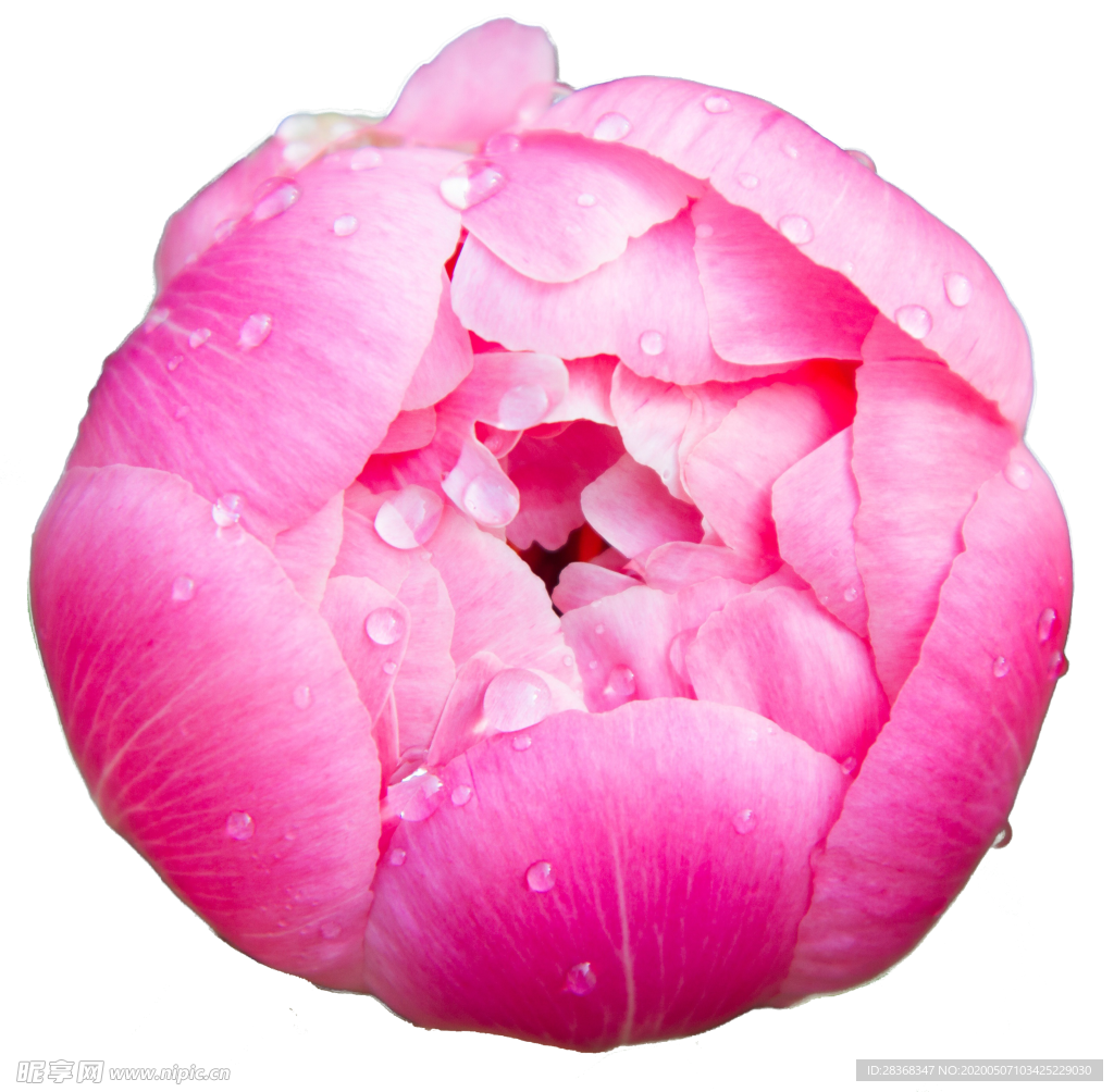 牡丹花
