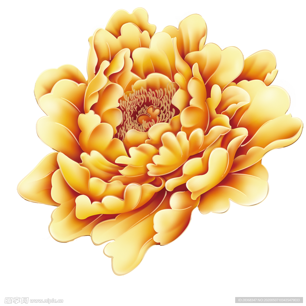牡丹花
