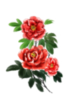 牡丹花