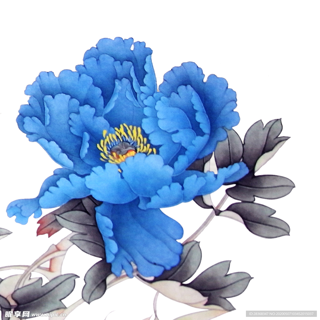 牡丹花