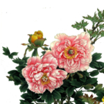 牡丹花