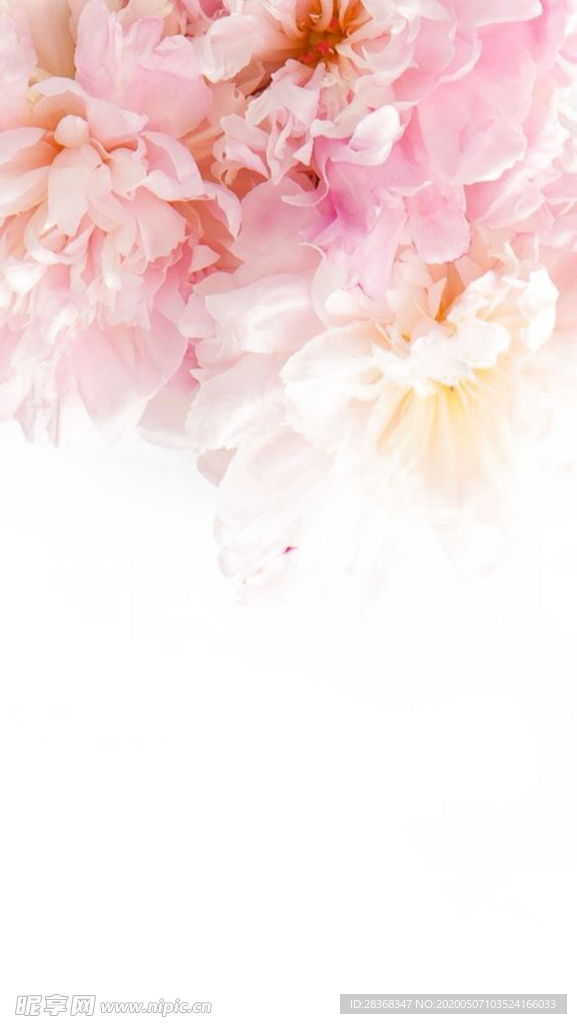 牡丹花
