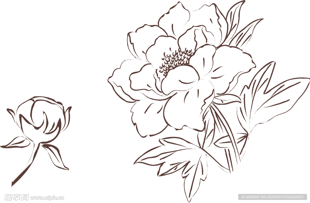 牡丹花