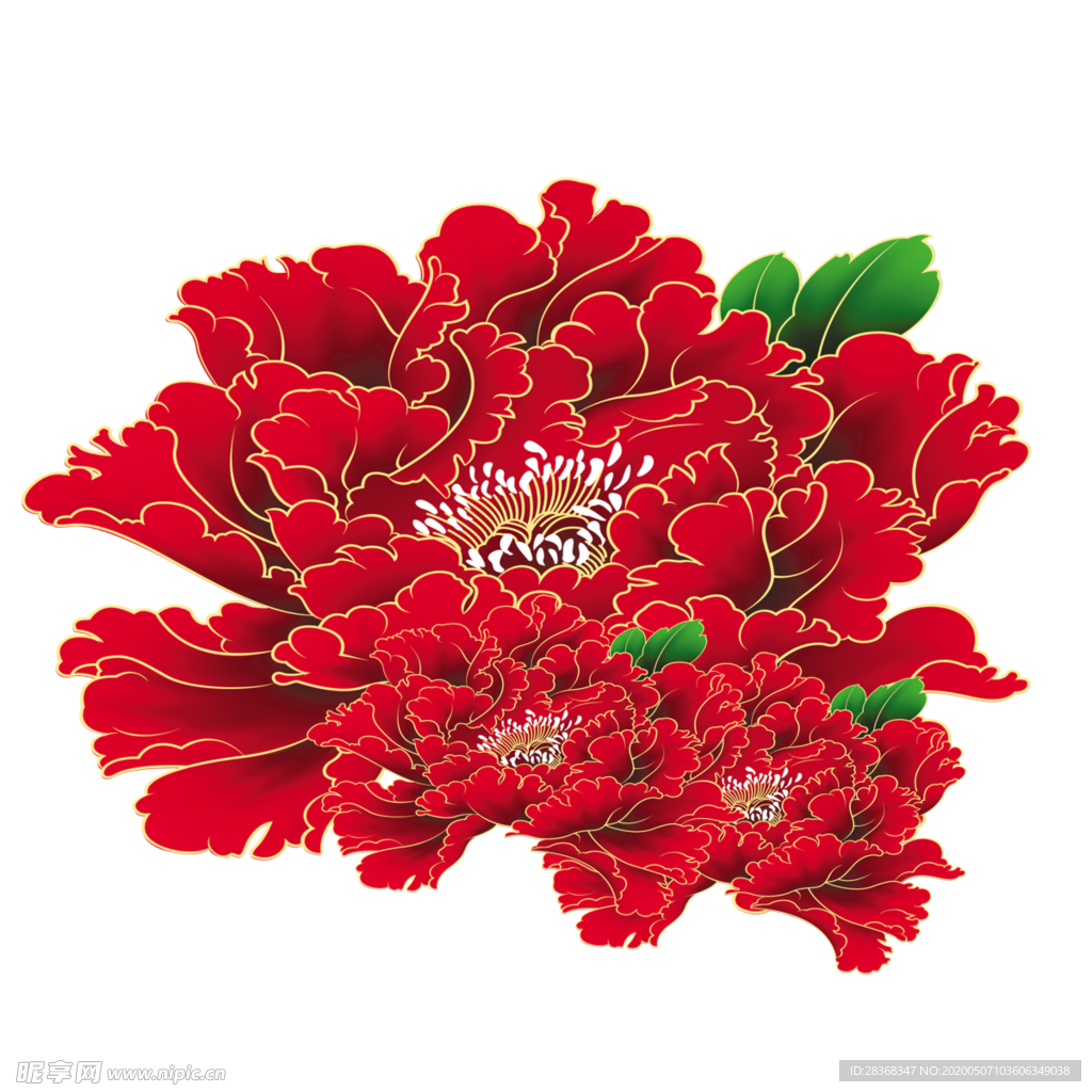 牡丹花