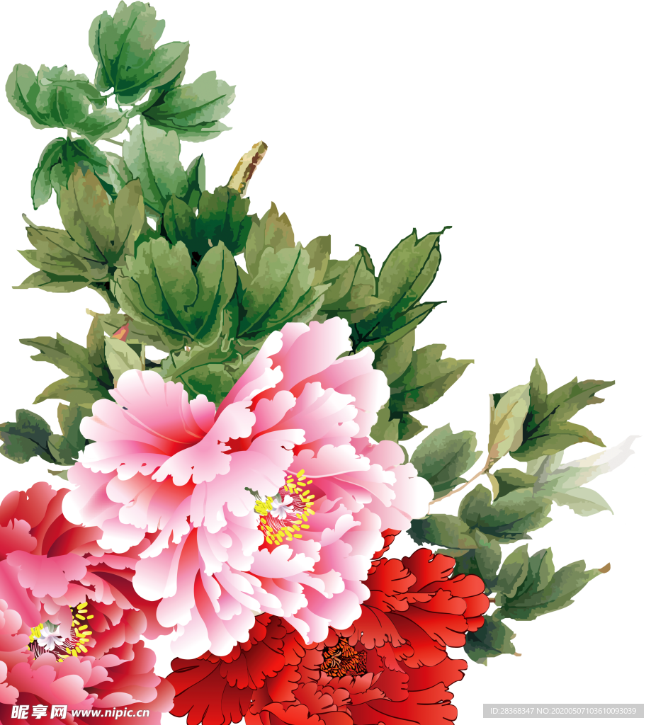 牡丹花