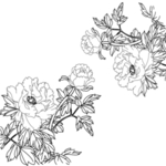 牡丹花