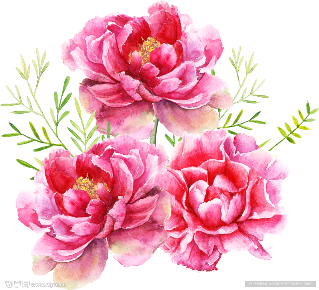 牡丹花