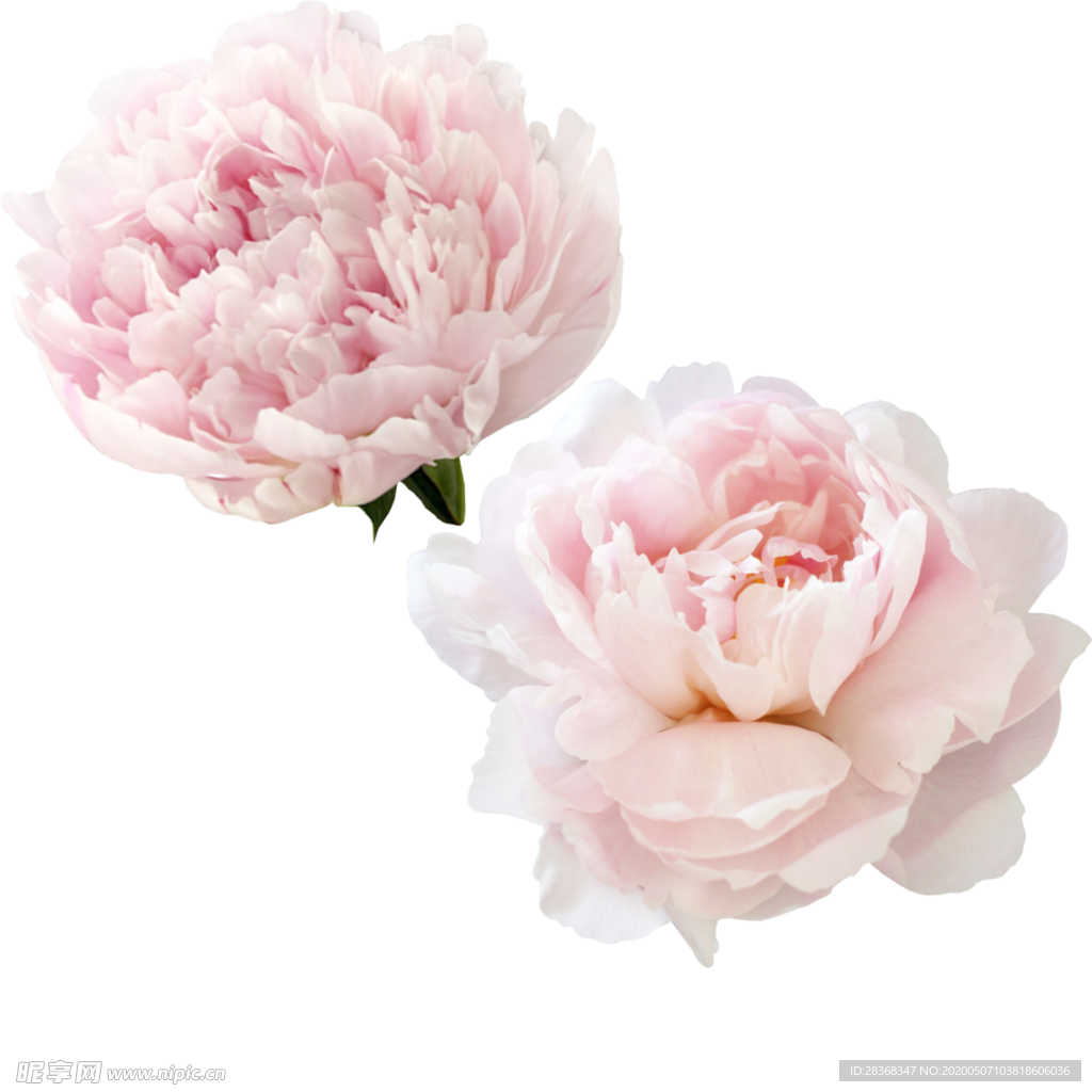 牡丹花
