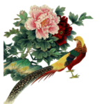 牡丹花