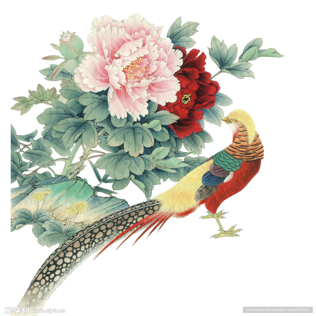 牡丹花