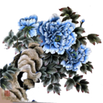 牡丹花