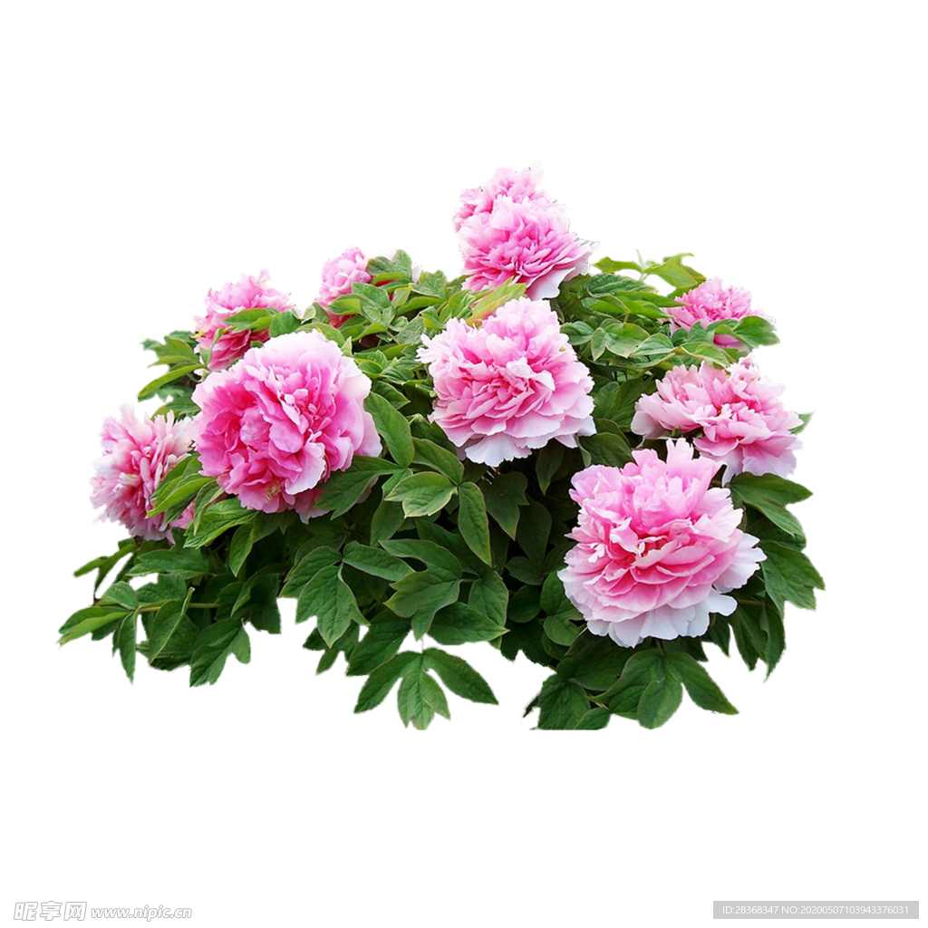 牡丹花