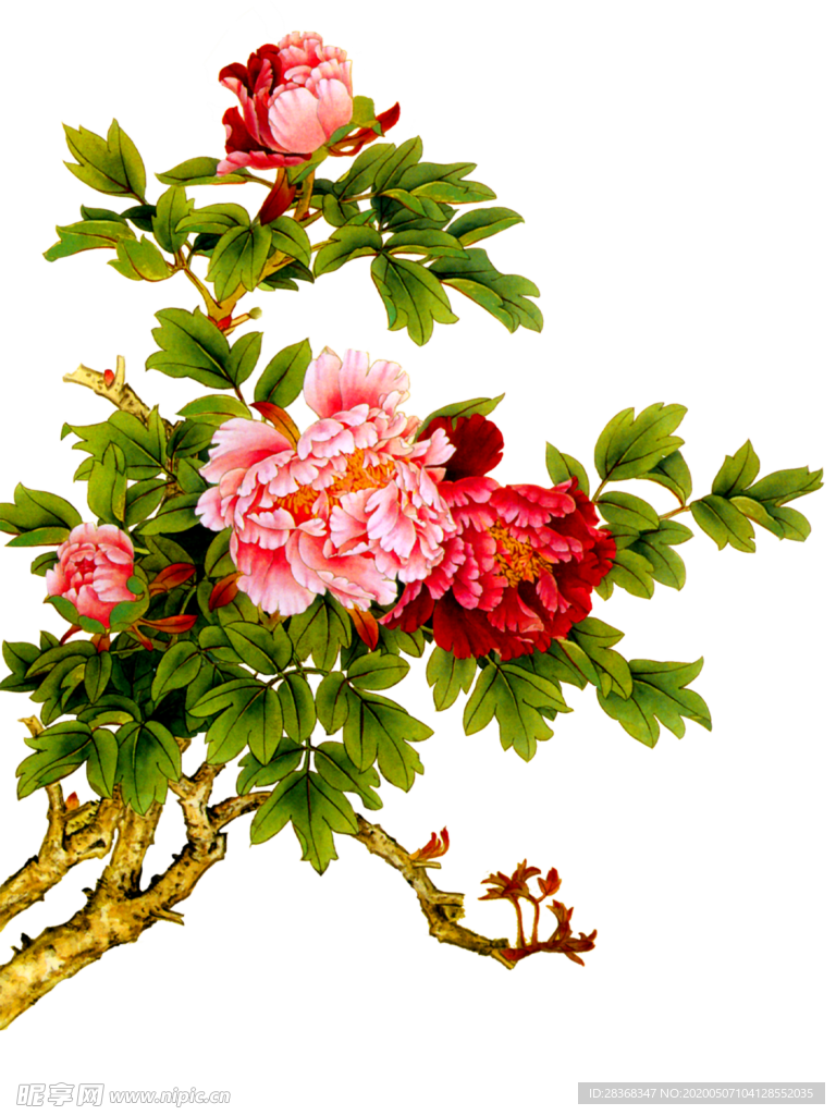 牡丹花