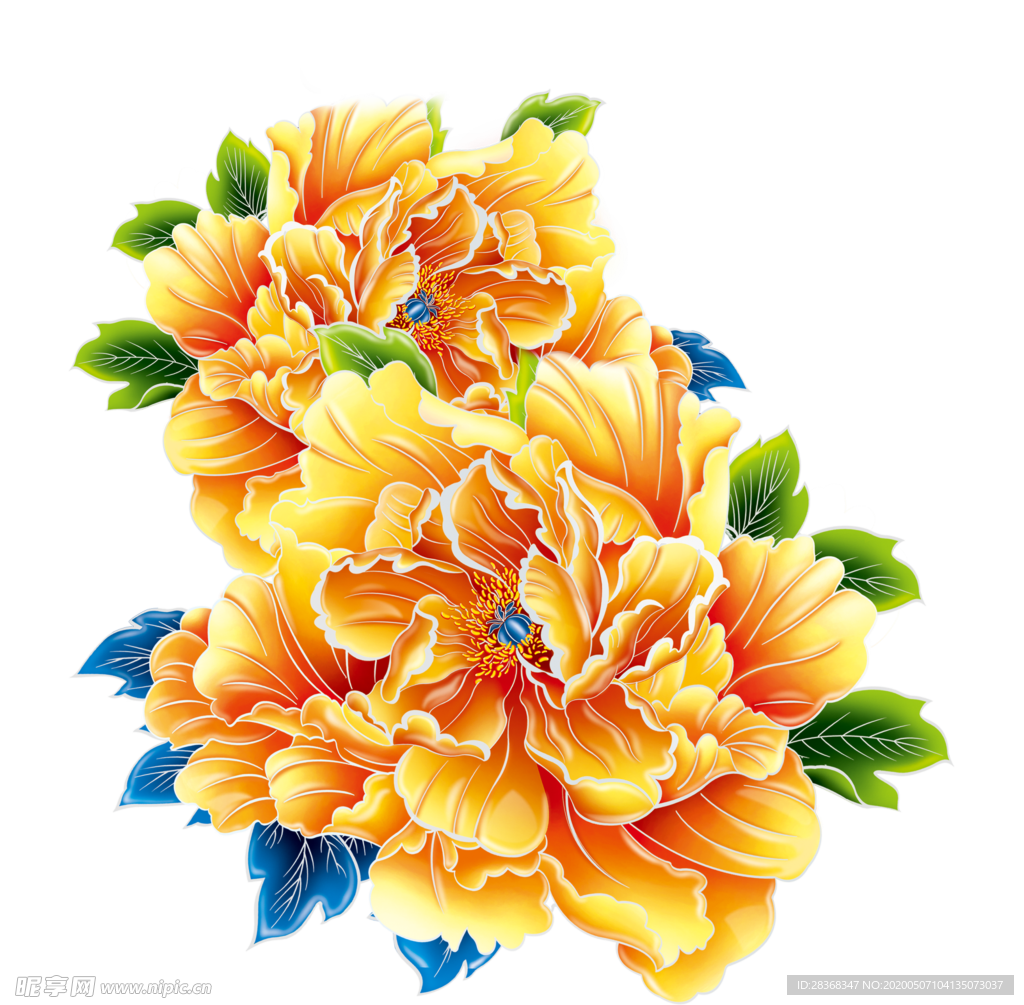 牡丹花