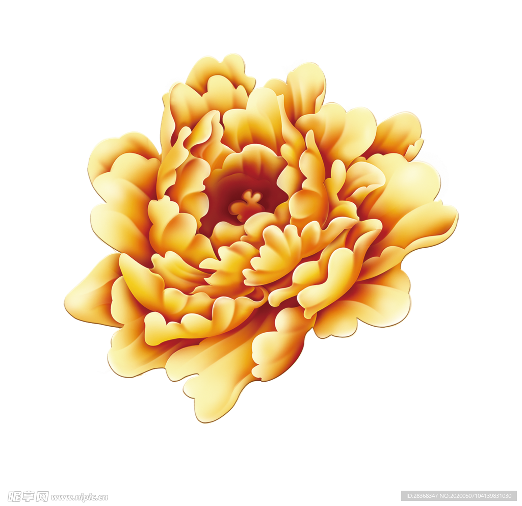 牡丹花