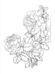 牡丹花