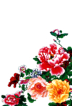 牡丹花
