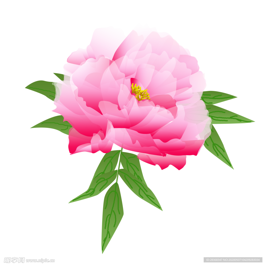 牡丹花