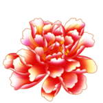 牡丹花