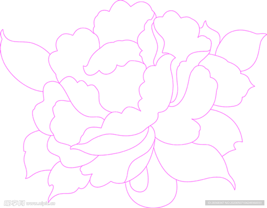 牡丹花