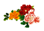 牡丹花