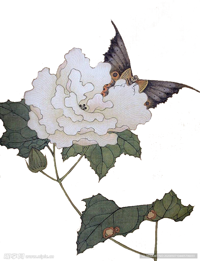 牡丹花