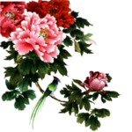 牡丹花