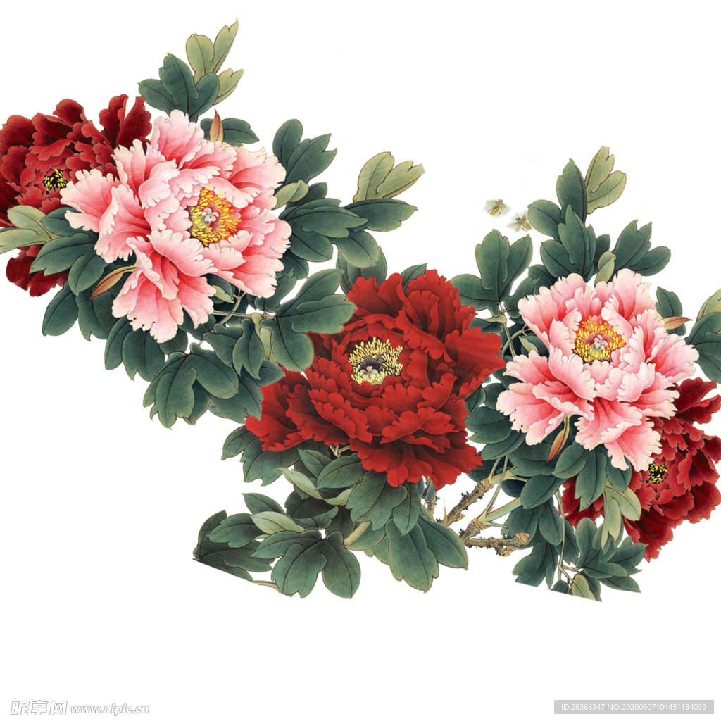 牡丹花