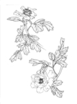 牡丹花