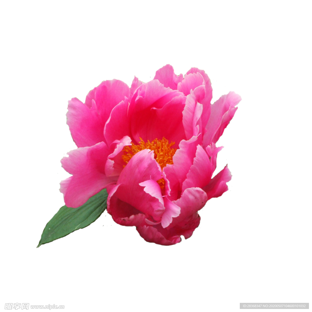 牡丹花