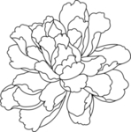 牡丹花