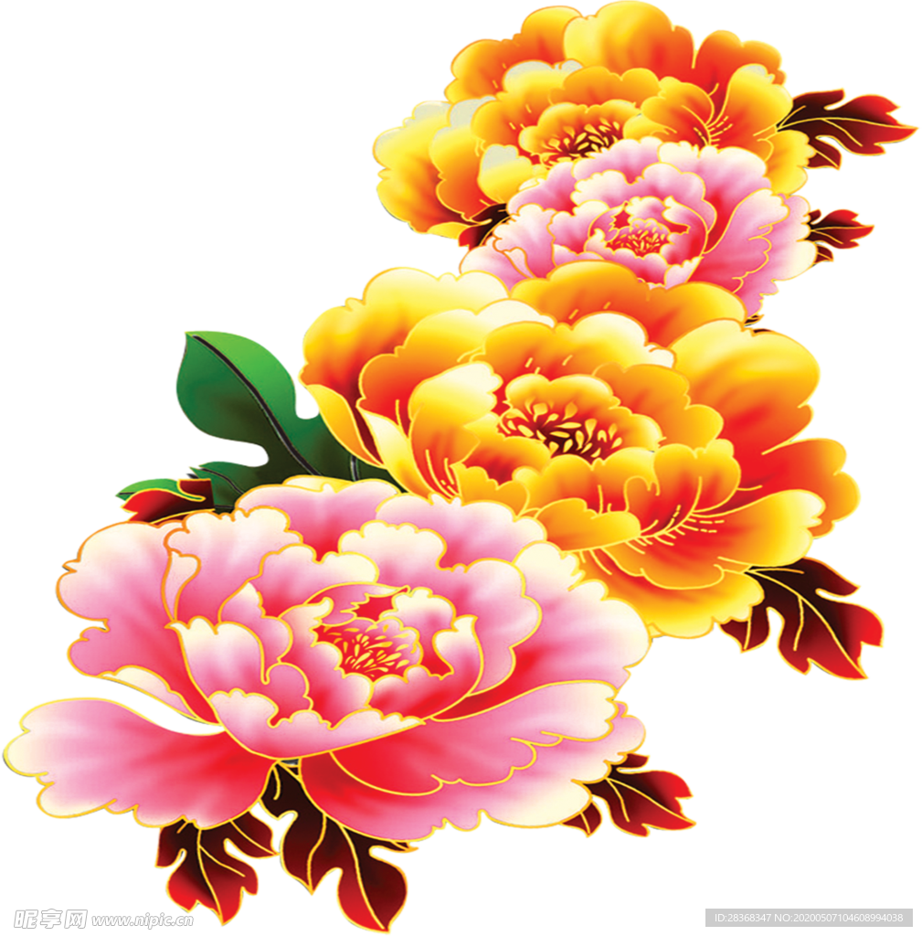 牡丹花