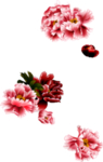 牡丹花