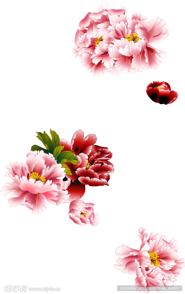 牡丹花