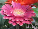 非洲菊
