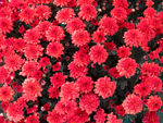 红色花