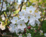 苹果树