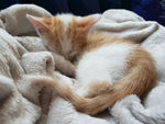 可爱的小猫