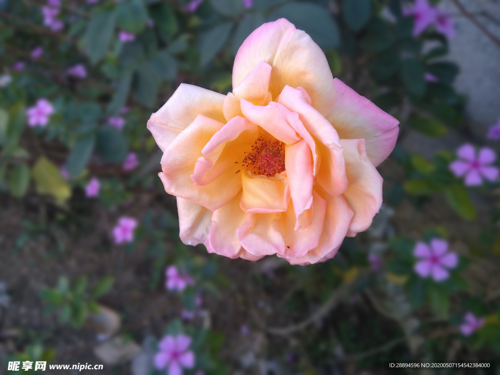 花