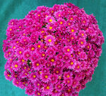 鲜花