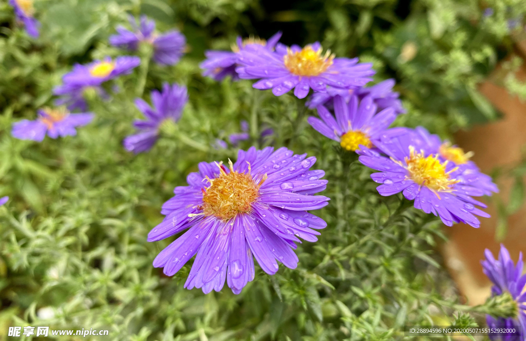 鲜花