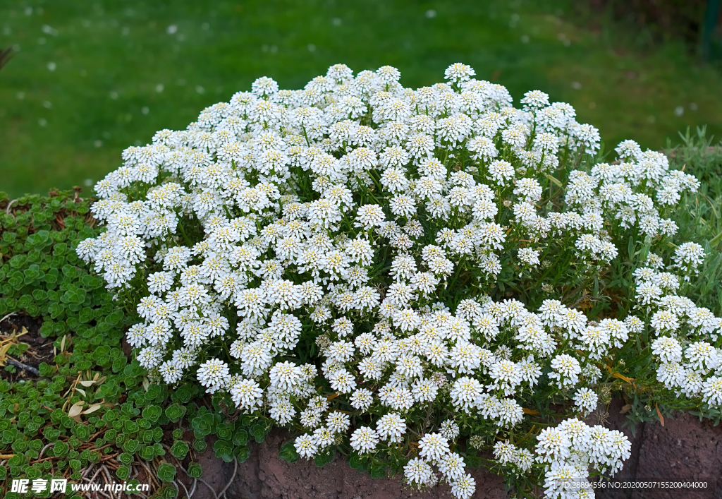 白花